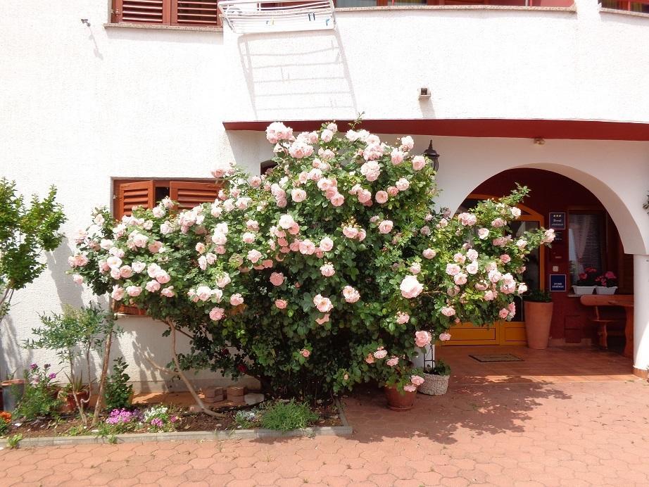 Apartmani Adrijan Krk Krk Town Dış mekan fotoğraf